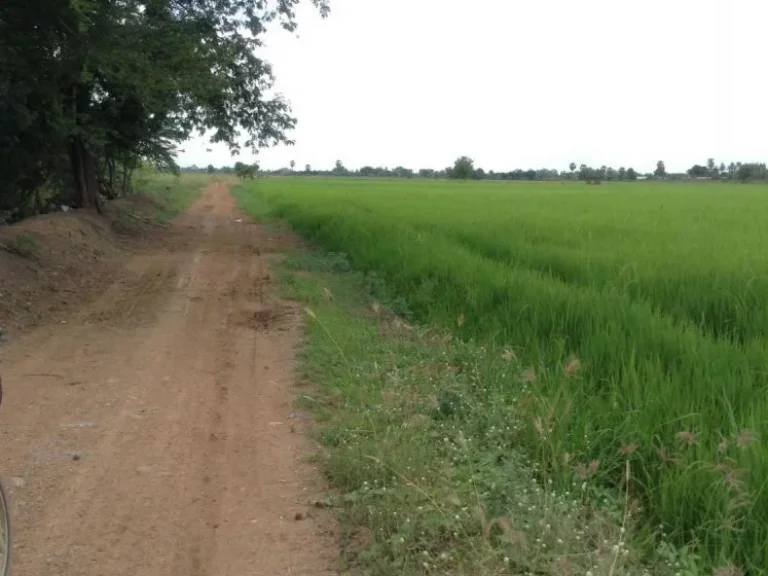 ขายที่ดินติดถนนสายชัยนาท - สุพรรณบุรี