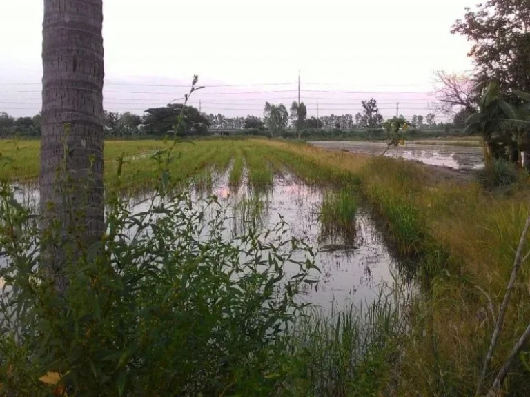 ขายที่ดินติดถนนใหญ่เส้นพิษณุโลก-สุโขทัย