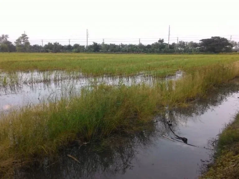 ขายที่ดินติดถนนใหญ่เส้นพิษณุโลก-สุโขทัย