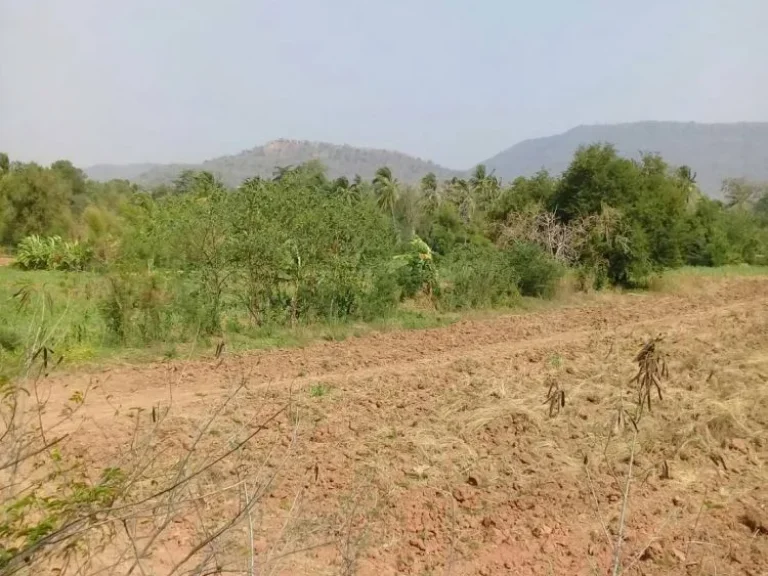 ขายที่ดิน 16 ไร่ อยู่บ้านห้วยฝรั่ง ถนนสาย 205 ตวะตะแบก อเทพสถิต จชัยภูมิ