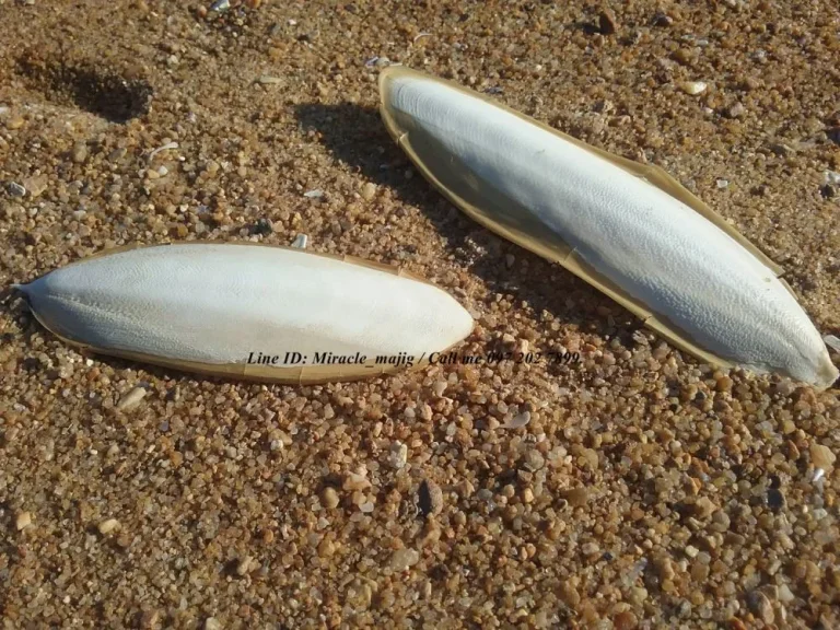 มีที่ดินติดชายทะเลหาดสวยชุมพร