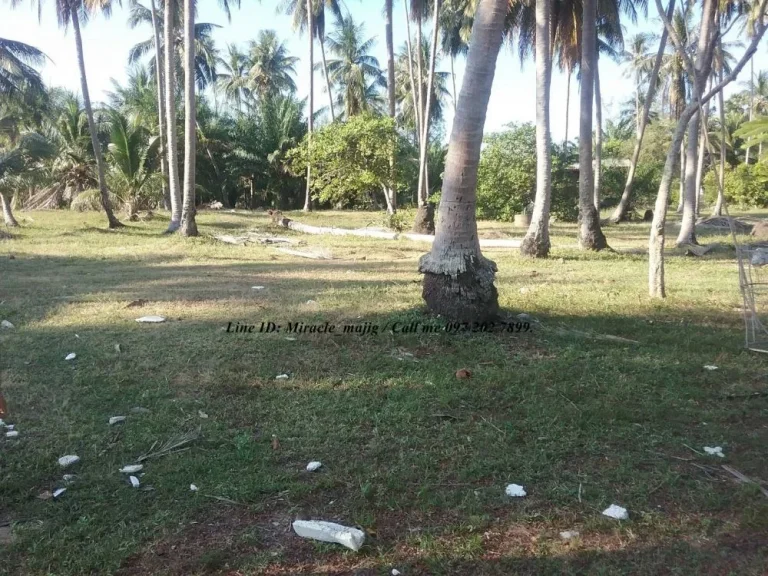 มีที่ดินติดชายทะเลหาดสวยชุมพร