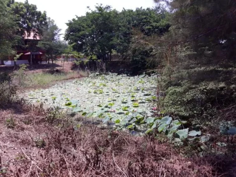 ขายที่ดินพร้อมบ้านเรือนไทย ขนาดที่ 15 ไร่ ใกล้บึงฉวาก สุพรรณบุรี-ชัยนาท เดิมบางนางบวช