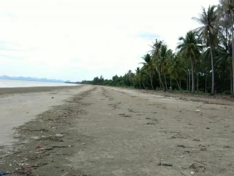 ประกาศขายที่ดินติดชายหาดยาว จกระบี่ เนื้อที่ 28 ไร่ ราคา 6 ล้านบาทไร่