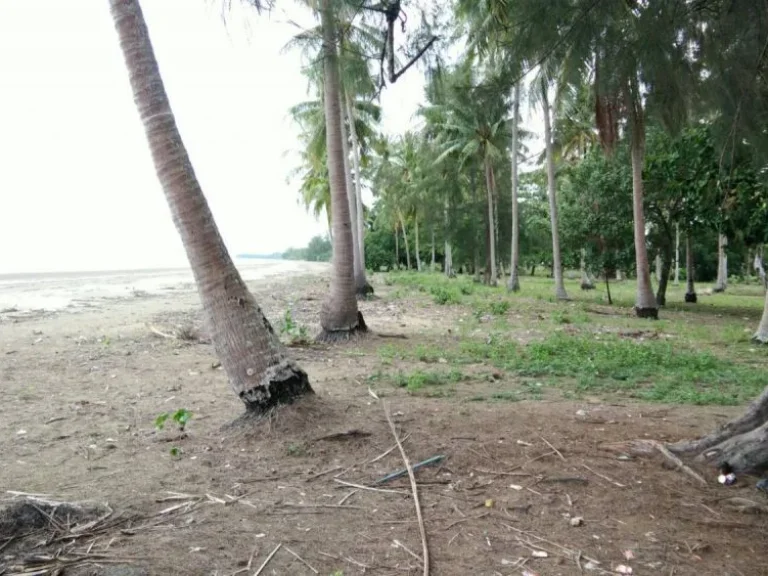 ประกาศขายที่ดินติดชายหาดยาว จกระบี่ เนื้อที่ 28 ไร่ ราคา 6 ล้านบาทไร่