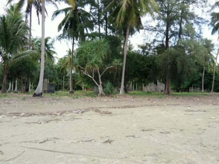 ประกาศขายที่ดินติดชายหาดยาว จกระบี่ เนื้อที่ 28 ไร่ ราคา 6 ล้านบาทไร่