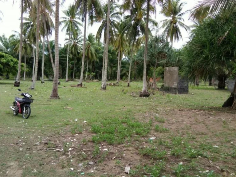 ประกาศขายที่ดินติดชายหาดยาว จกระบี่ เนื้อที่ 28 ไร่ ราคา 6 ล้านบาทไร่