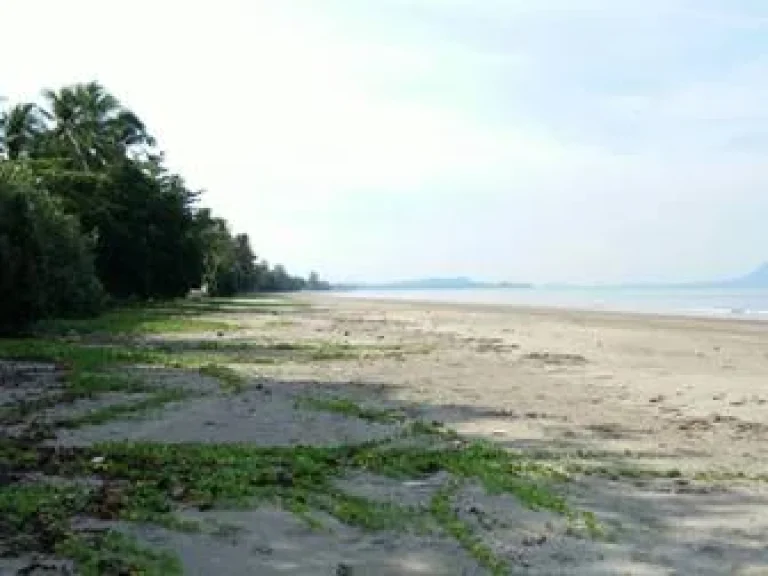 ขายที่ดินติดชายหาดสวยมาก จกระบี่ ampquot ติดทะเลอันดามันชายหาดส่วนตัว เนื้อที่ 14 ไร่ ราคาแค่ 75 ล้านไร่