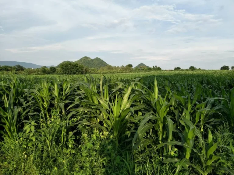 ขาย ที่ดินโฉนดสวย จำนวน 21 ไร่ ตคลองเกตุ อโคกสำโรง จลพบุรี