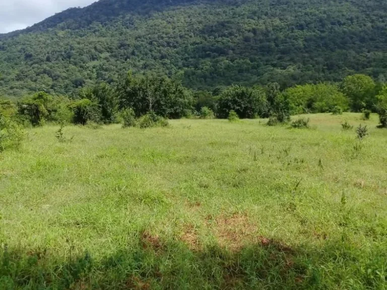 ขายที่ดิน 22 ไร่ บ้านดงลาน ถนนสาย 205 ตวะตะแบก อเทพสถิต จชัยภูมิ