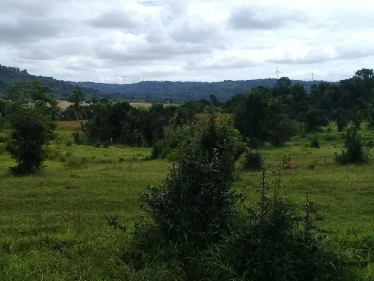 ขายที่ดิน 22 ไร่ บ้านดงลาน ถนนสาย 205 ตวะตะแบก อเทพสถิต จชัยภูมิ