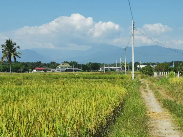 ขายที่นา วิวภูเขา จอมทอง ราคาถูก