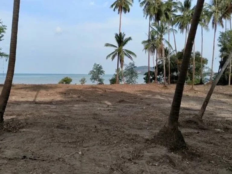 พร้อมจับจอง ที่ดินริมทะเล ติดหาดสมุย 6 ไร่ 3 งาน 87 ตรว นนวัดแหลมสอ ตตลิ่งงาม อเกาะสมุย จสุราษฎร์ธานี