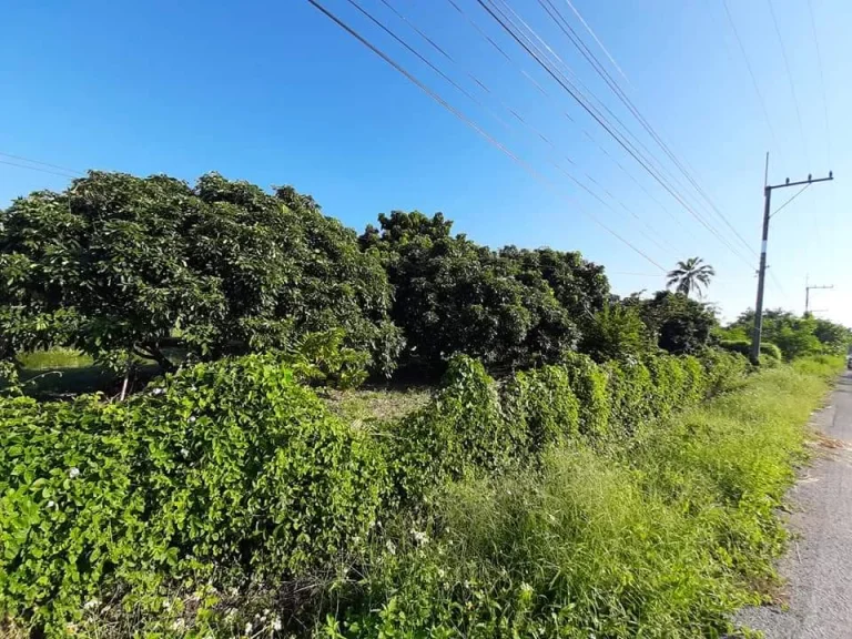 ขายที่ดินล้อมรั้ว ติดถนนลาดยาง สันป่าตองน้ำบ่อหลวง ราคาถูก