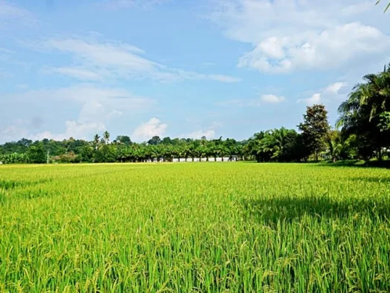 ขายที่ดิน วิวดอย ทิวทัศน์ทุ่งนา บรรยากาศดี ตำบลสะลวง อำเภอแม่ริม เชียงใหม่