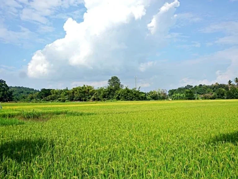 ขายที่ดิน วิวดอย ทิวทัศน์ทุ่งนา บรรยากาศดี ตำบลสะลวง อำเภอแม่ริม เชียงใหม่