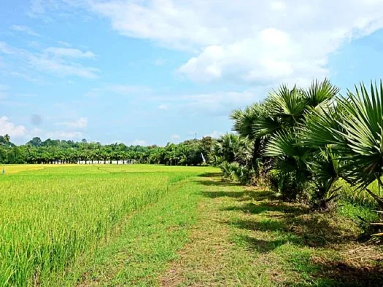 ขายที่ดิน วิวดอย ทิวทัศน์ทุ่งนา บรรยากาศดี ตำบลสะลวง อำเภอแม่ริม เชียงใหม่