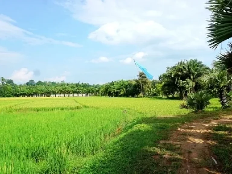 ขายที่ดิน-ที่ราบ-หุบเขา-วิวสวย ตำบลสะลวง อำเภอแม่ริม เชียงใหม่