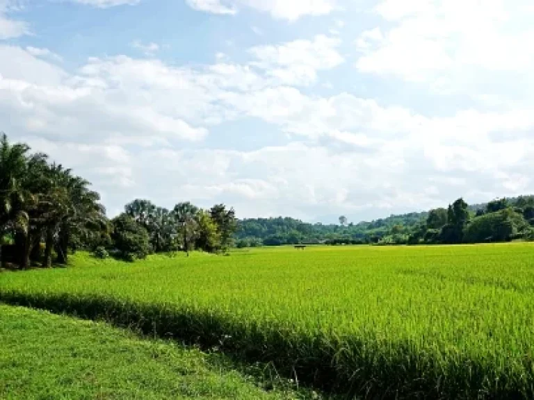 ขายที่ดิน-ที่ราบ-หุบเขา-วิวสวย ตำบลสะลวง อำเภอแม่ริม เชียงใหม่