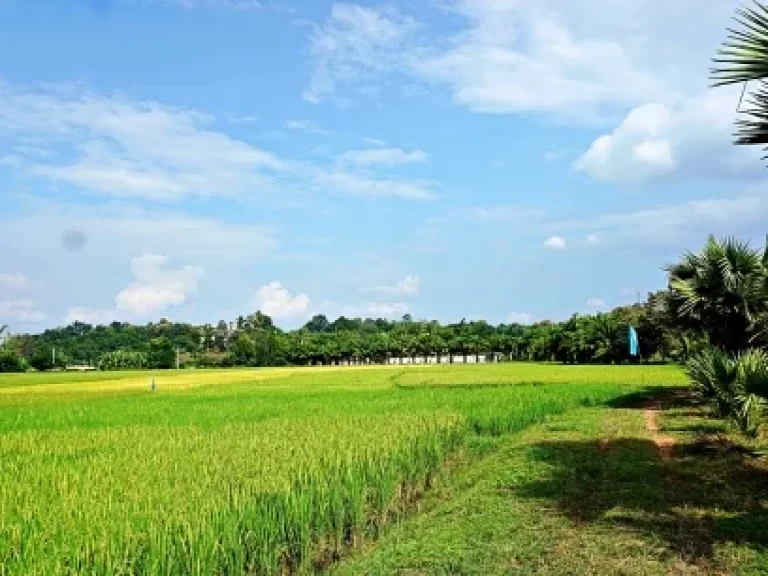 ขายที่ดิน-ที่ราบ-หุบเขา-วิวสวย ตำบลสะลวง อำเภอแม่ริม เชียงใหม่