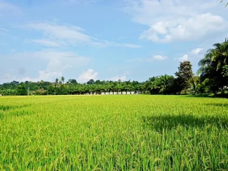 ขายที่ดิน-ที่ราบ-หุบเขา-วิวสวย ตำบลสะลวง อำเภอแม่ริม เชียงใหม่