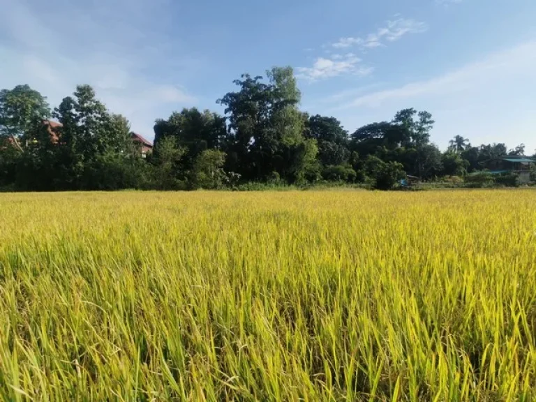 ขายที่ดิน 6 ไร่ ใกล้ถนนสายหลัก 101 น่าน-แพร่ ตกลางเวียง อเวียงสา จน่าน