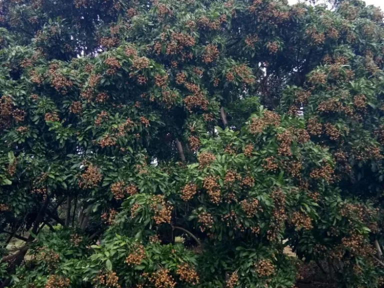 ขายสวนลำไย55ไร่ ตำบลเทพนิมิต อำเภอโป่งน้ำร้อน จังหวัดจันทบุรี