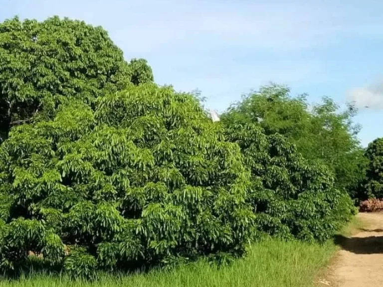 ขายสวนลำไย55ไร่ ตำบลเทพนิมิต อำเภอโป่งน้ำร้อน จังหวัดจันทบุรี