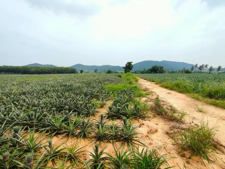 ขายที่ดิน 10 ไร่ วิวภูเขาสวยอากาศดี หัวหิน