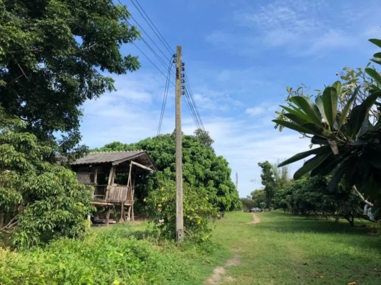 ขายที่สวนลำใย บ้านกาด แม่วาง พร้อมบ้านสวน ราคาถูก