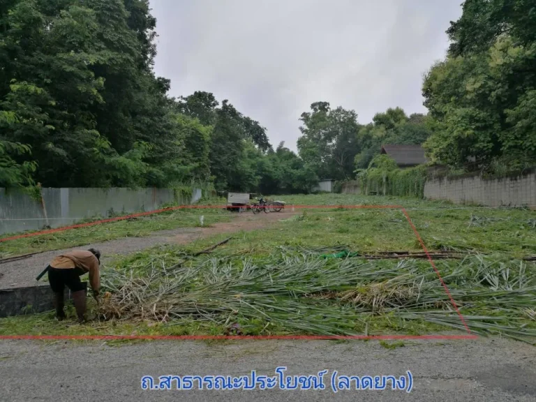 ขายที่ดิน วัดอุโมงค์ ซอย 11 หลังมหาวิทยาลัย เชียงใหม่