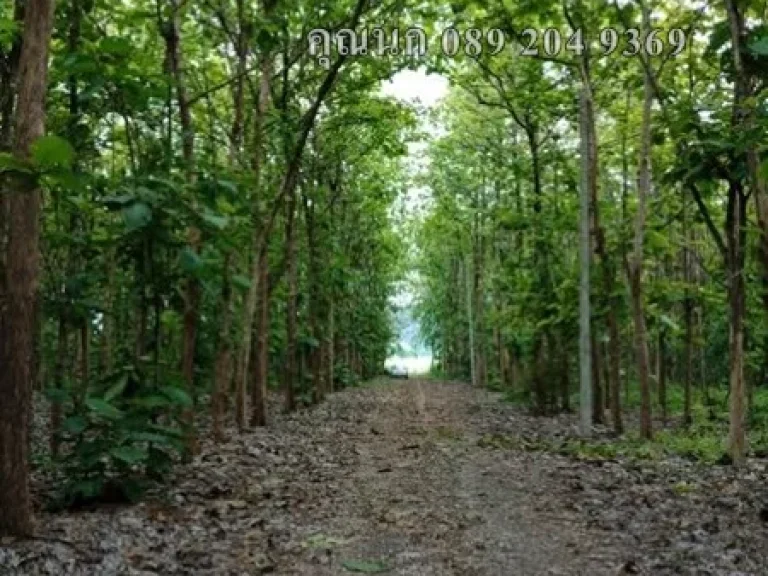 ขายที่ดิน โครงการสวนเกษตร ทุ่งดินดำรีสอร์ท ออู่ทอง จสุพรรณบุรี 319 ตรว คุณนก 089 204 9369