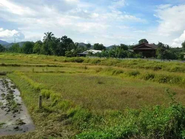 ขายที่ดินวิวสวย บรรยากาศดี ราคาถูก ติดถนนทางหลวงแผ่นดิน เชียงราย -แม่สรวย  ฝาง ตรวละ 1600 บาท อำเภอแม่สรวย เชียงรายย