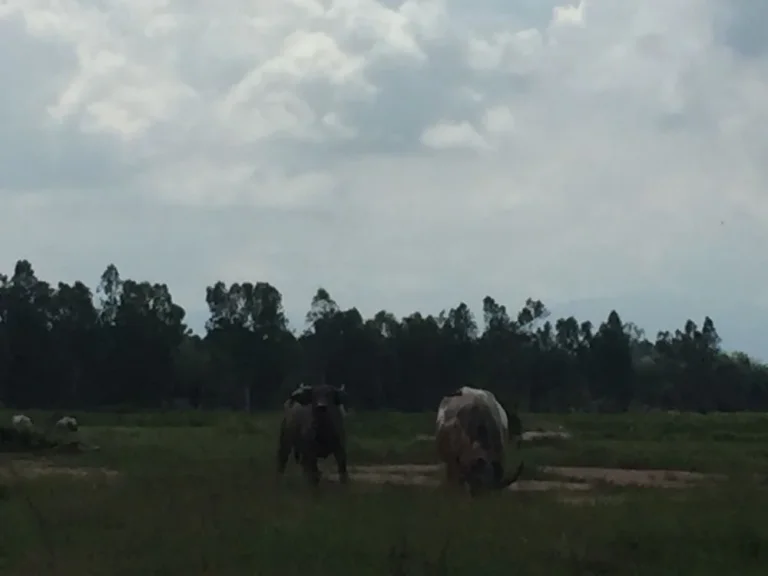 ขายที่ดินโฉนด 2ไร่ ตบ้านลำ อวิหารแดง จสระบุรี