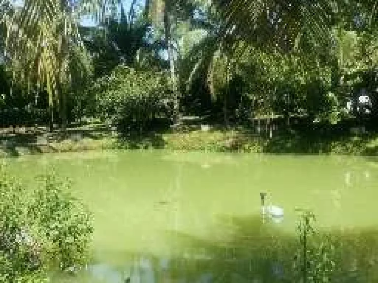 ขายสวนมังคุดและที่ดินพร้อมบ้านรวมทั้งเฟอร์นิเจอร์และอุปกรณ์การเกษตร