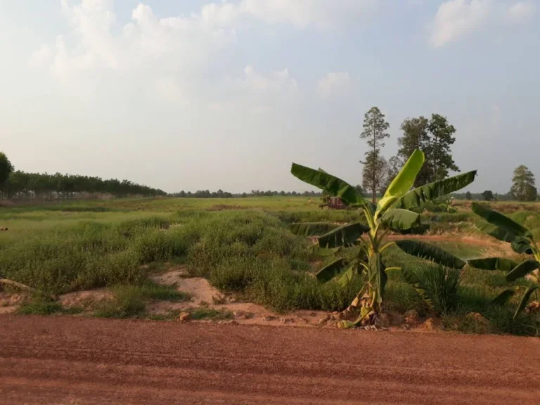 ที่ดินสวยๆเหมาะแก่การทำการเกษตร ราคาคุยกันได้ บ้านโนนชาด