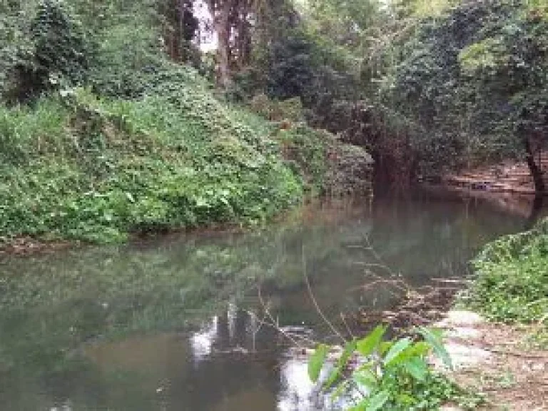 SALE BIG FARM SURROUNDED RIVER VERY GREEN AND NATURAL CHANOTE PAKCHONG