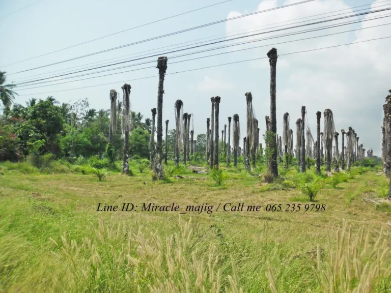 ขายที่ดินติดถนนทางหลวง