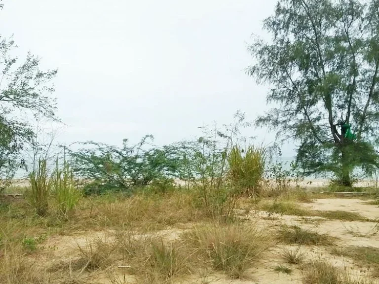 ขายที่ดินติดชายหาดทรายขาวสวย