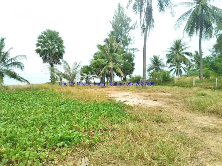 ขายที่ดินติดชายหาด ทรายขาว หาดสวย