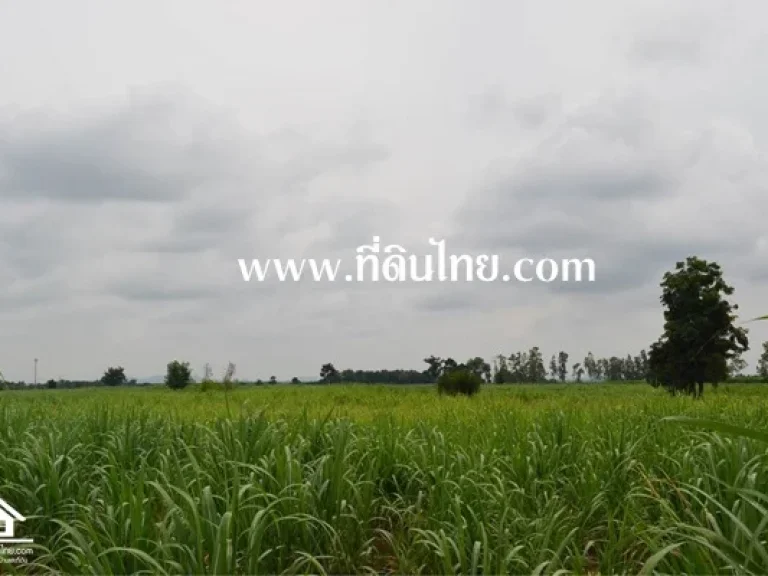 ขายที่ดิน 78 ไร่เศษ ตชอนสมบูรณ์ อหนองม่วง จลพบุรี รหัส 4062