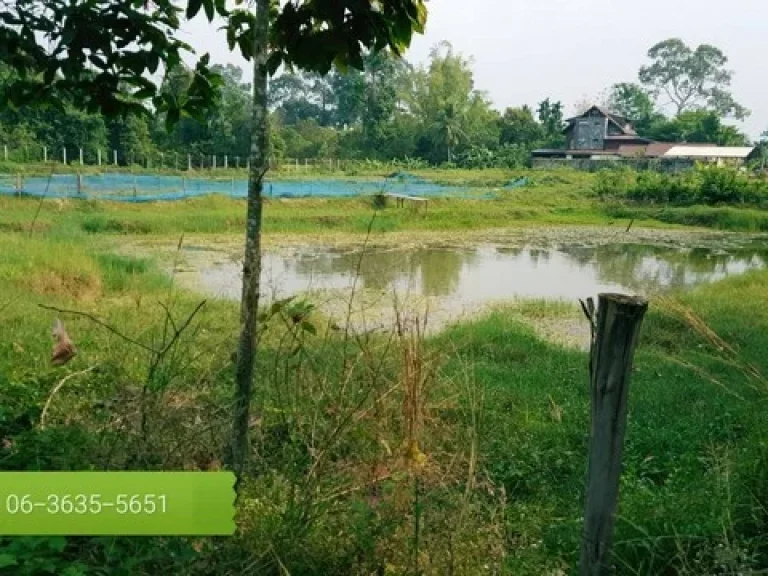 แปลงนี้สำหรับสายบุญสายธรรมเดินไปวัดทำบุญ ทำเกษตรพอเพียงราคาเบาๆจัดแปลงนี้จ้า