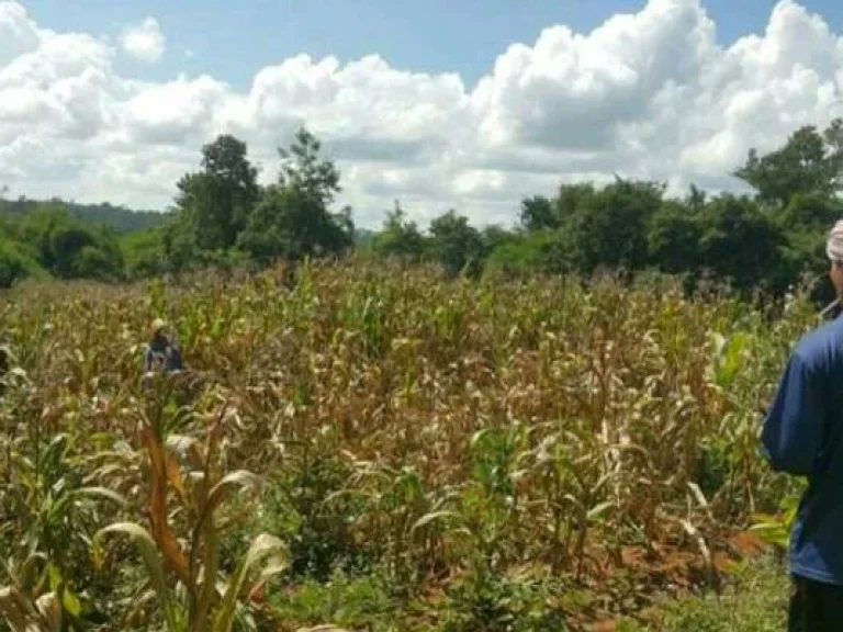 ที่ดินภบท5 อน้ำหนาว จเพชรบูรณ์