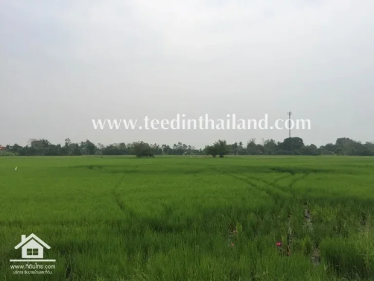 ขายที่ดินลพบุรี 4-3-20 ไร่ โฉนด ตหนองเต่า อบ้านหมี่ จลพบุรี รหัส 4039