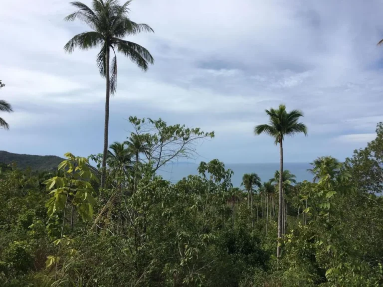 ขายที่ดินท้องนายปาน เกาะพะงัน