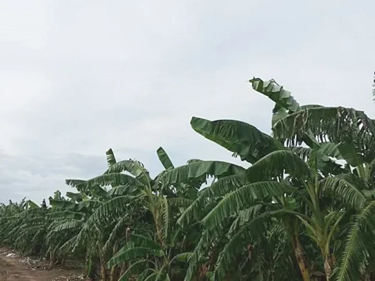 บ้านพร้อมที่ดิน-สวนผลไม้ ตำบลวังลึก อำเภอสามชุก สุพรรณบุรี 10 ไร่ 350 ตรว