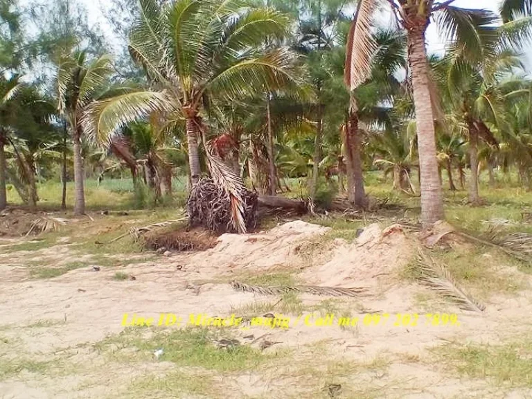 ที่ดินติดชายหาดทรายสวยน้ำใส