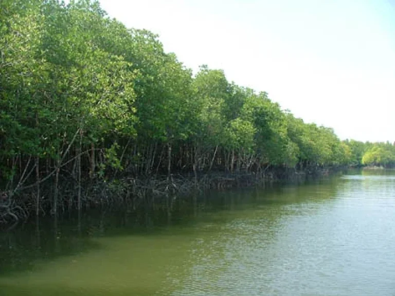 ขายที่ดินติดชายหาด หาดทรายดำ ตหงาว อเมือง จระนอง เหมาะกับการทำโฮมสเตย์รีสอร์ท