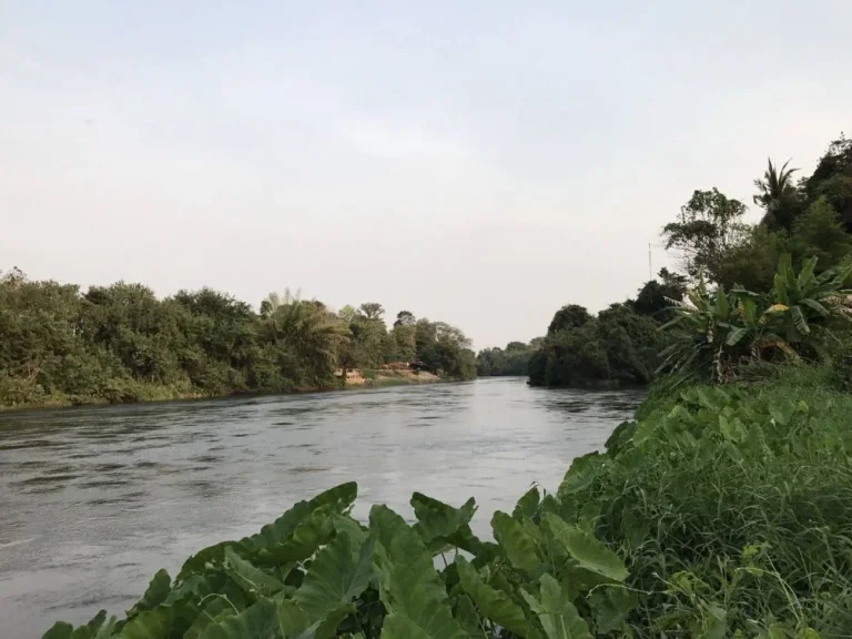 ขายด่วนที่ดินติดแม่น้ำแคว 12 ไร่ ตหนองบัว อเมือง จกาญจนบุรี พร้อมบ้านไม้หลังใหญ่ เข้าอยู่ได้ทันที