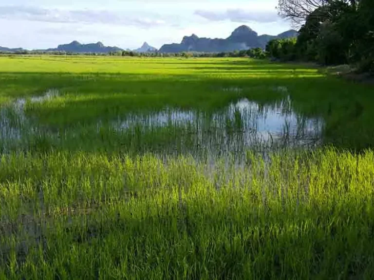 ขายที่ดิน11 ไร่ ติดคลองชลประทาน ใกล้วัดราษฎร์สมานฉันท์ หนองกระทุ่ม ปากท่อ ราชบุรี เหมาะทำการเกษตร ขายไร่ละ300000บาท